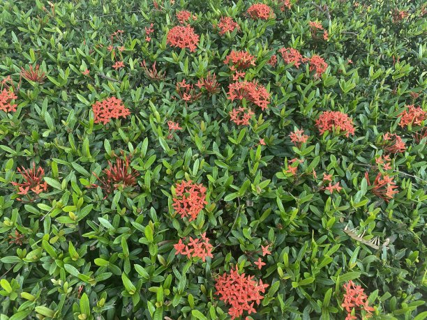 ixora