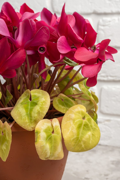 cyclamen