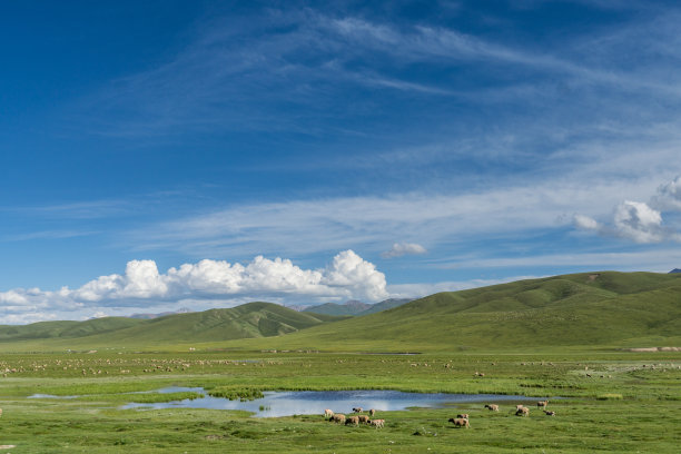 牛羊草地蒙古包