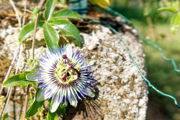 passiflora