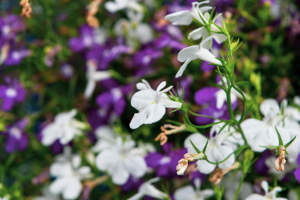 lobelia