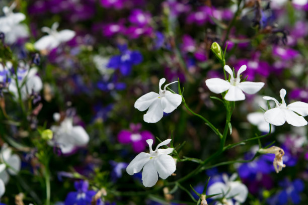 lobelia