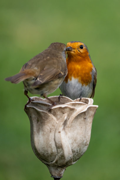 robin-chat