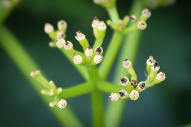 viburnum