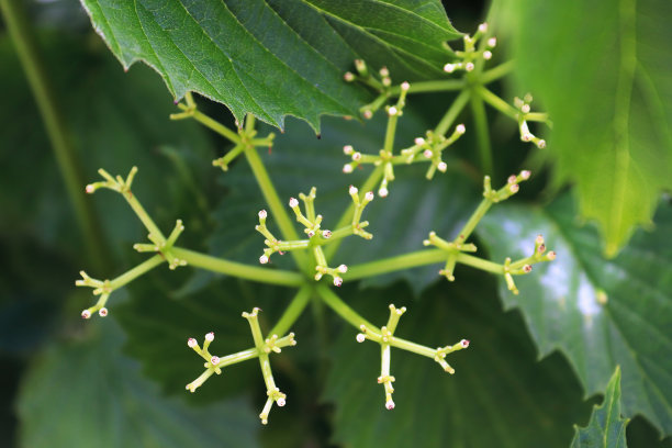 viburnum