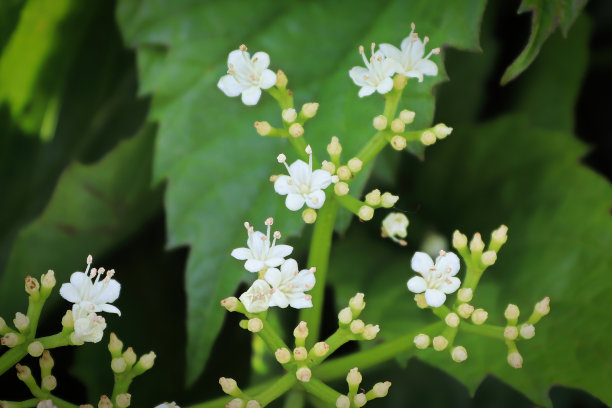 viburnum