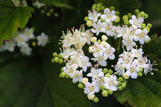 viburnum