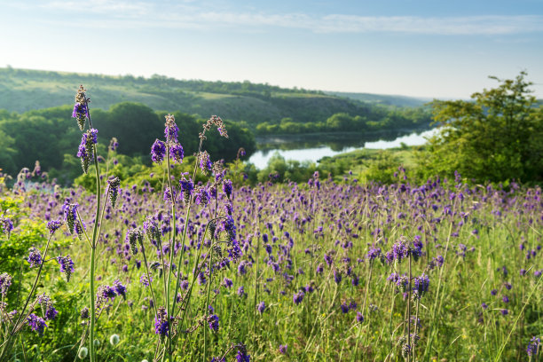 salvia