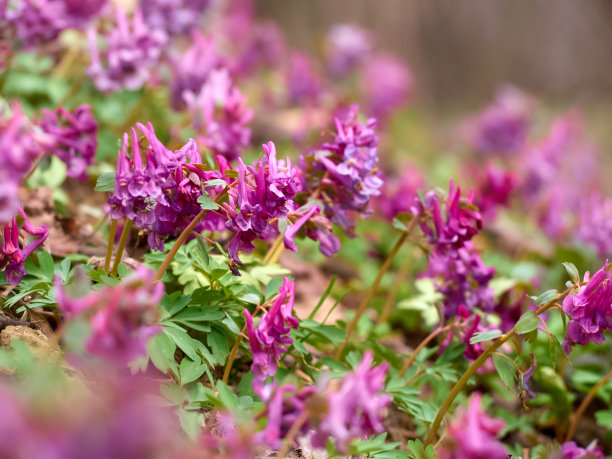 corydalis