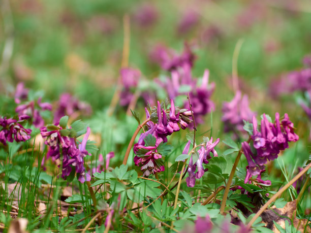 corydalis