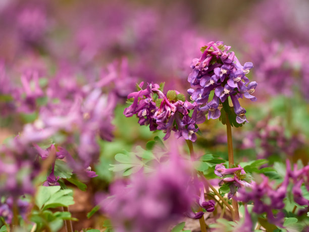 corydalis