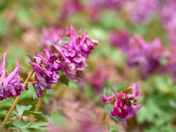 corydalis