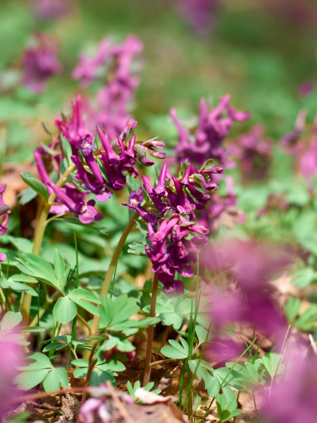 corydalis