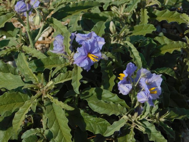 solanum