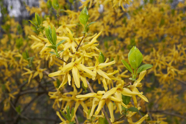 forsythia