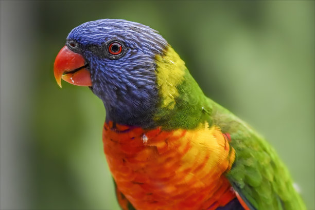 lorikeets