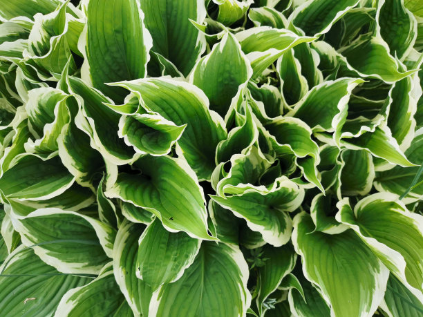 hosta