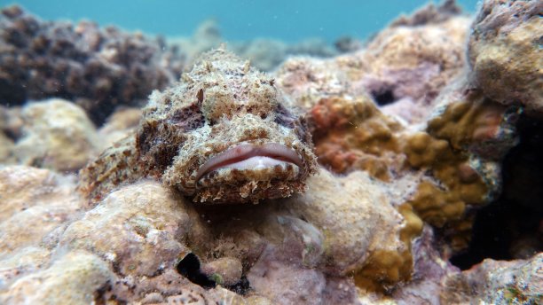 pterois