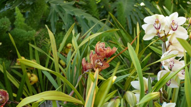 热带森林中的花朵，泰国