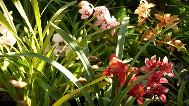 热带森林中的花朵，泰国