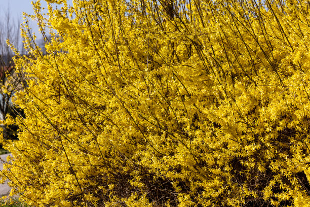 forsythia