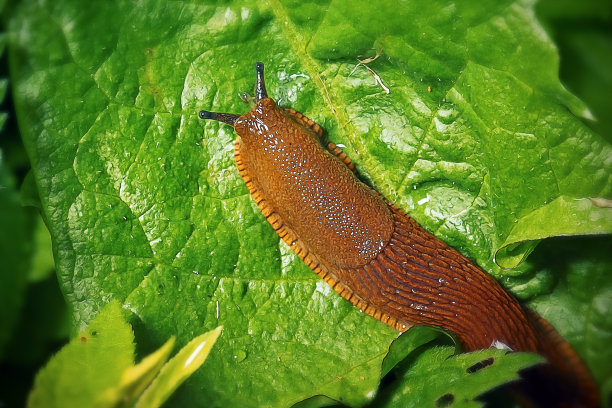gastropod