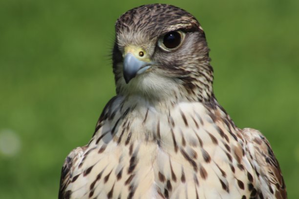falcon