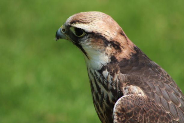 falcon