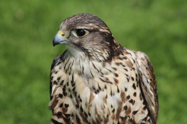 falcon