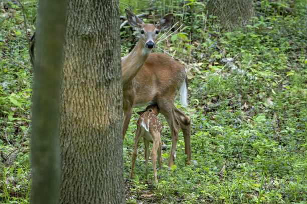 doe