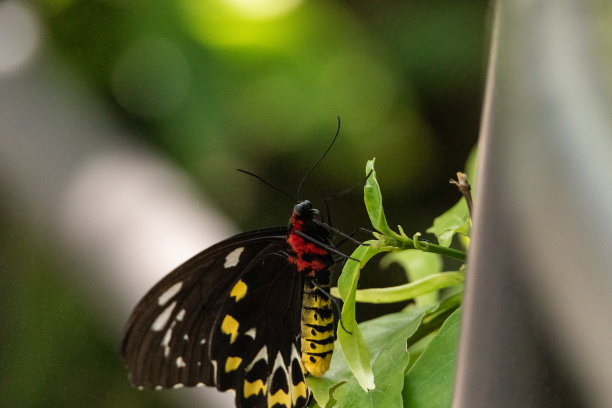 ornithoptera