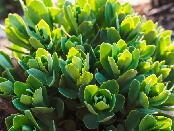 sedum
