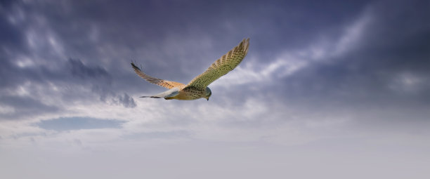 falcon
