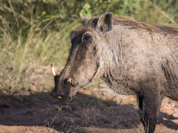 phacochoerus