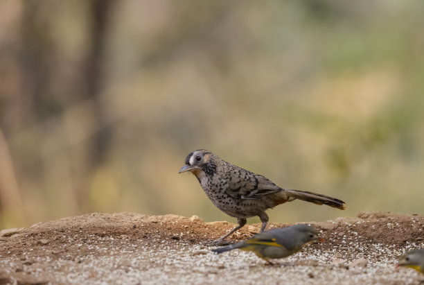 laughingthrush