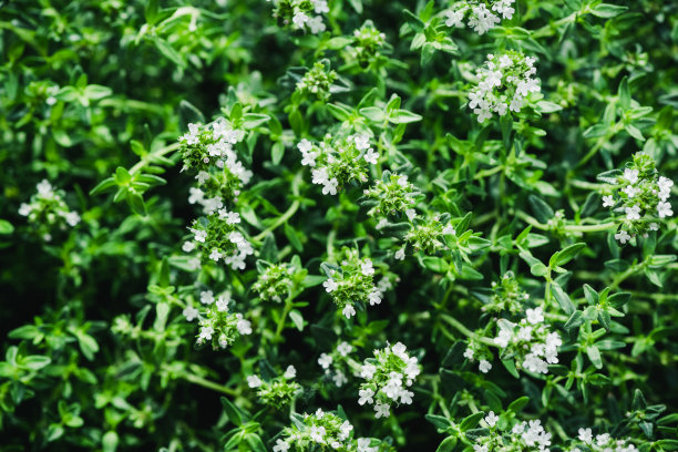 oregano