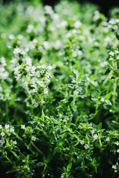 oregano