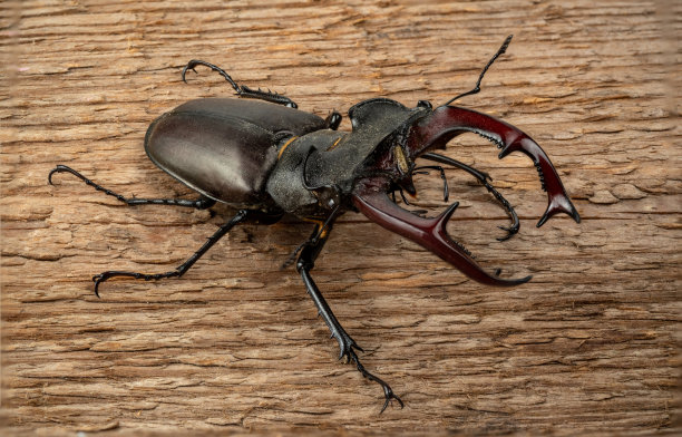 lucanus