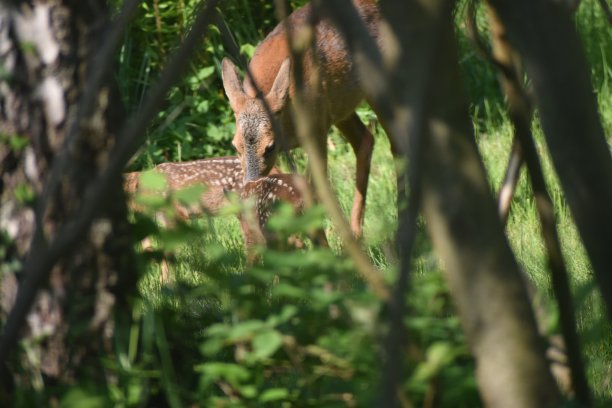 doe