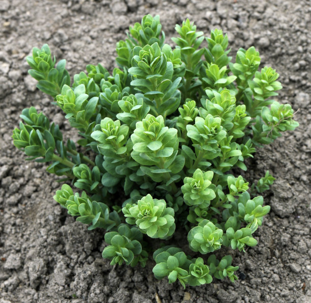 sedum