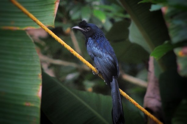 drongo