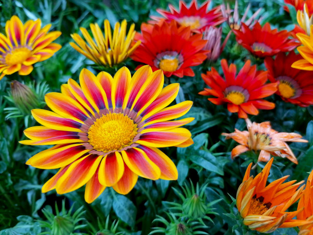 gazania