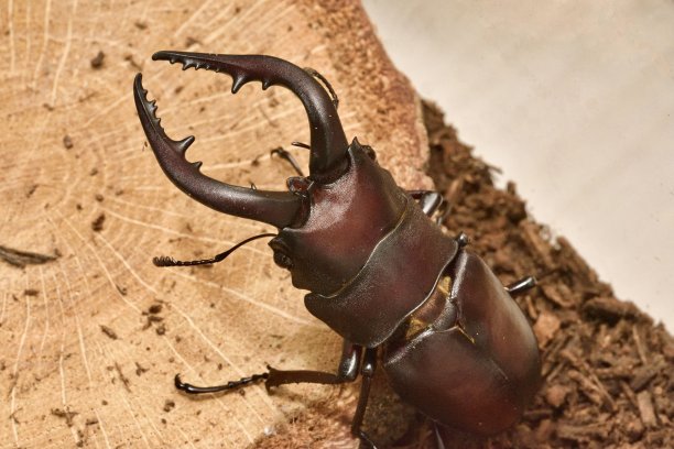 arthropod