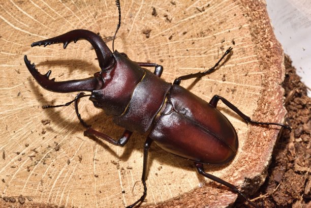 arthropod