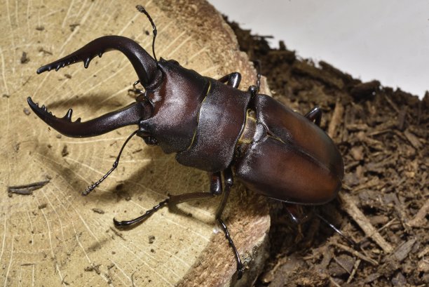 lucanus