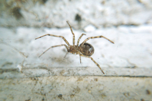 arachnid