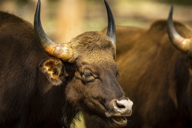 ox