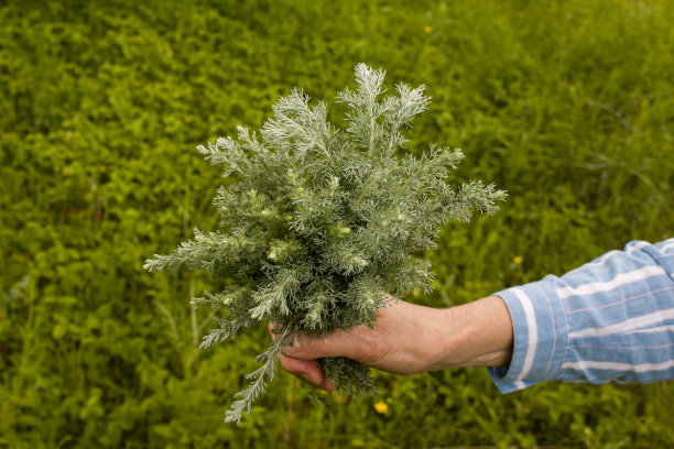 wormwood