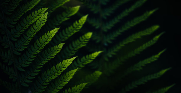 fractal