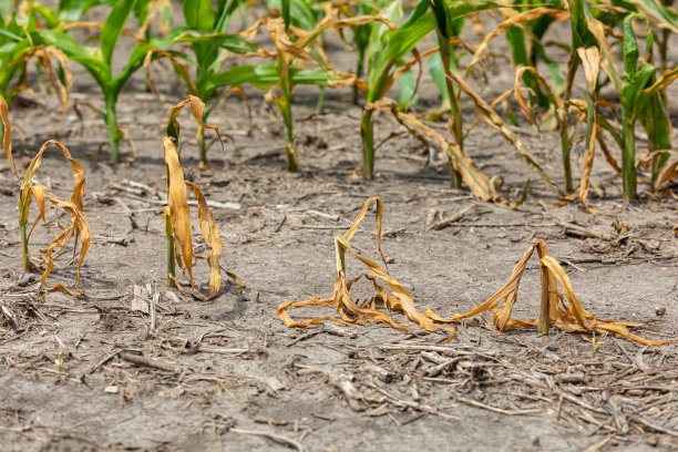 drought
